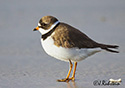 Charadrius semipalmatus